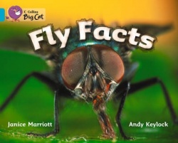 COLLINS BIG CAT FLY FACTS WORK