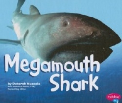 Megamouth Shark