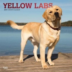 Labrador Retrievers, Yellow 2019 Square Wall Calendar