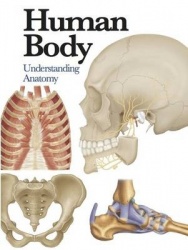 Human Body - Understanding Anatomy