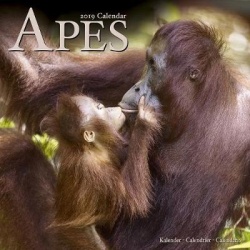Apes Calendar 2019