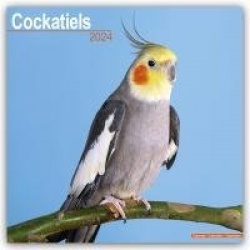 Cockatiels Calendar 2024  Square Bird Wall Calendar - 16 Month