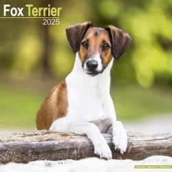 Fox Terrier - Foxterrier 2025 - 16-Monatskalender
