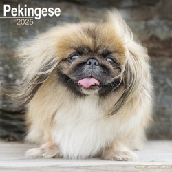 Pekingese - Pekinesen 2025 - 16-Monatskalender