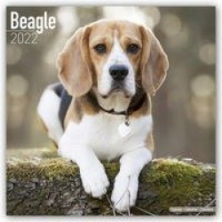 Beagles 2022 - 18-Monatskalender mit freier DogDays-App