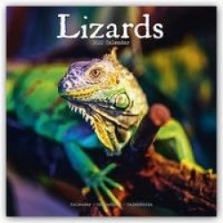Lizards - Eidechsen 2022
