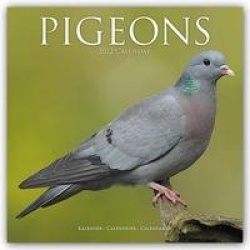 Pigeons - Tauben 2022
