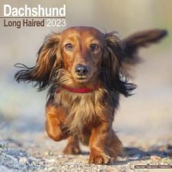 Longhaired Dachshund - Langhaardackel 2023 - 16-Monatskalender