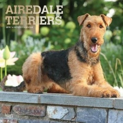 Airedale Terriers 2019 Square Wall