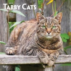 Tabby Cats 2019 Square Wall Calendar