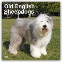 Old English Sheepdogs 2019 Square Wall Calendar
