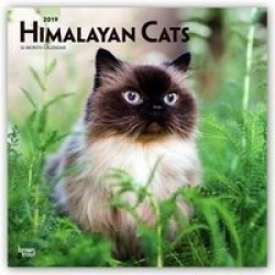 Himalayan Cats 2019 Square
