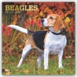Beagles 2020 Square Wall Calendar