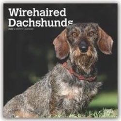 Dachshunds, Wirehaired 2020 Square