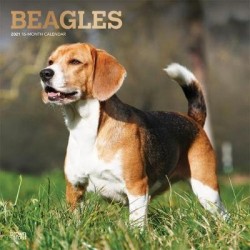 Beagles 2021 Square Foil