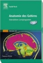 Anatomie des Gehirns 3.0