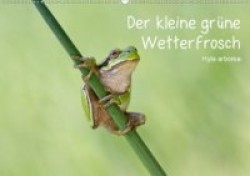 Der kleine grüne Wetterfrosch (Wandkalender 2020 DIN A2 quer)