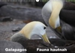 Galapagos. Fauna hautnah (Wandkalender 2020 DIN A3 quer)