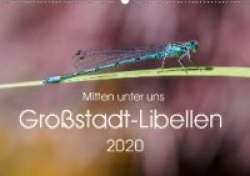 Mitten unter uns - Großstadt-Libellen (Wandkalender 2020 DIN A2 quer)