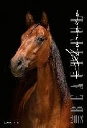 Beautiful Horses 2018