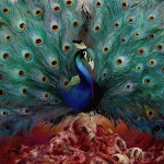 Sorceress (cd)