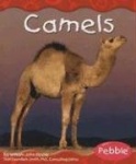 Camels