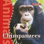 Chimpanzees