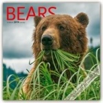 Bears 2019 Square Wall Calendar